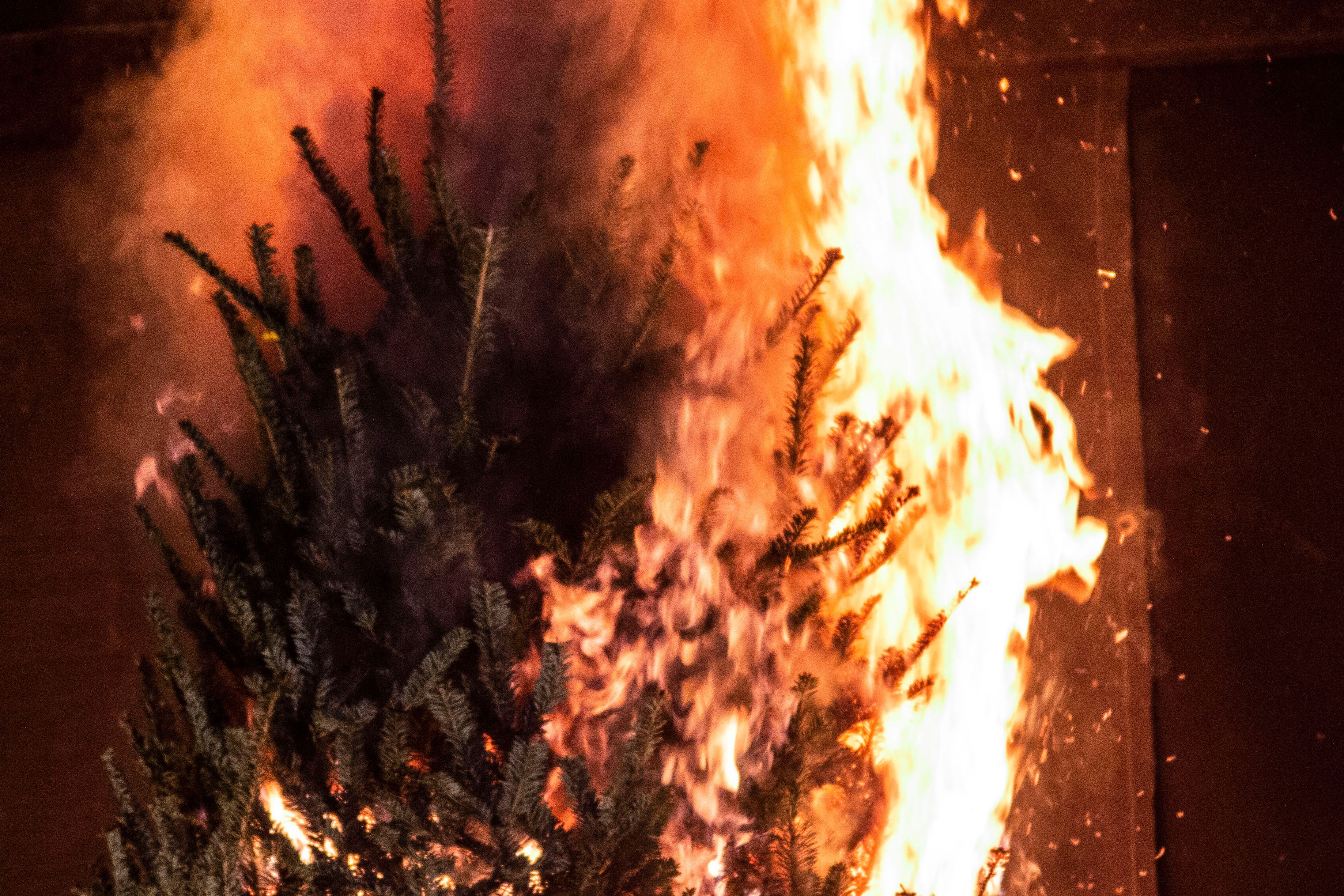 UMD lab burns Christmas trees in annual fire safety demonstration The