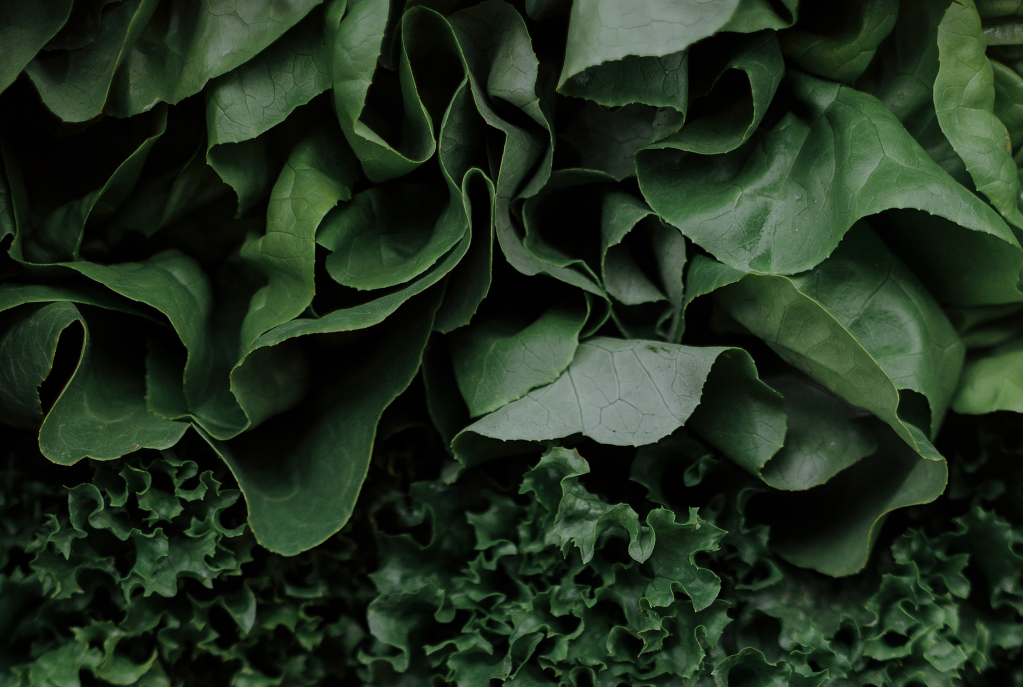 Leaf my greens alone UMD researchers will examine how stress affects